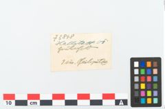 Foto von Eisenpfeilspitze (NHMW-PRAE-073848)
